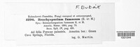 Spiropes fumosus image